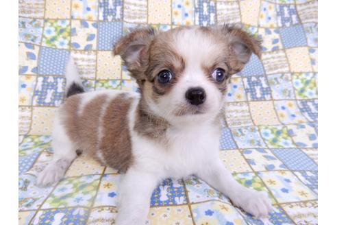 成約済の千葉県のチワワ(ロングコート)-98484の6枚目